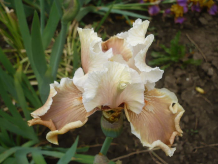 P1220172 - GRADINA 2015