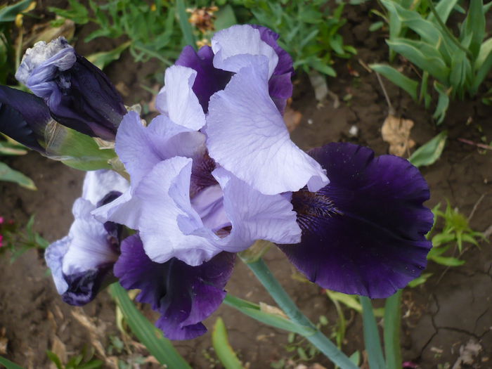 P1220175 - GRADINA 2015