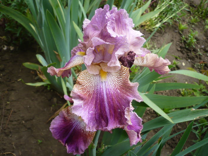 P1220177 - GRADINA 2015