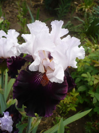 P1220180 - GRADINA 2015