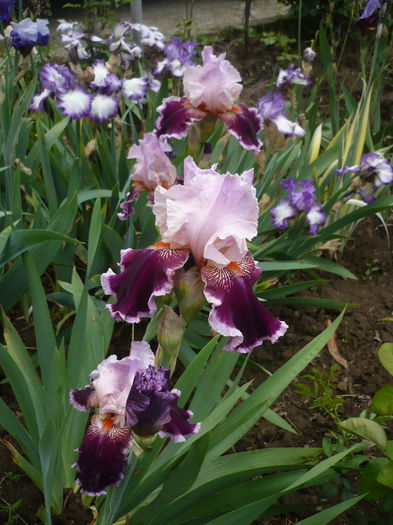 P1220184 - GRADINA 2015