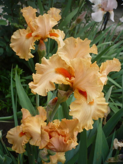 P1220187 - GRADINA 2015