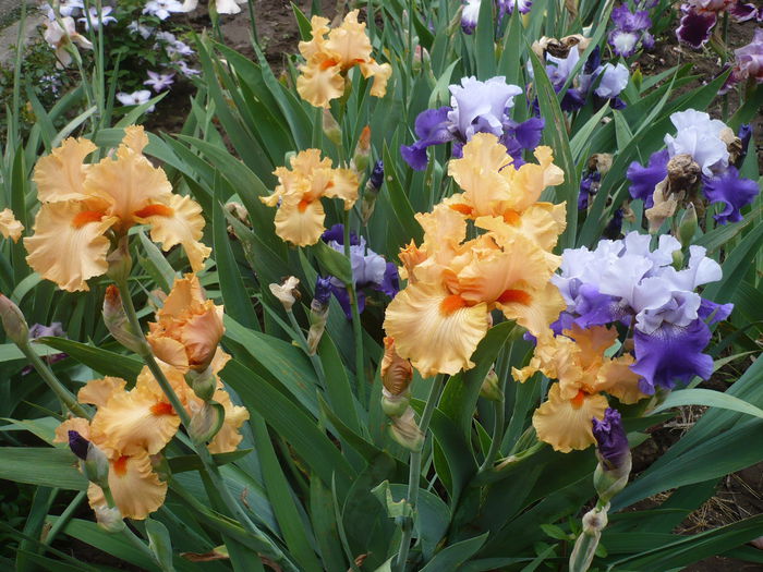 P1220188 - GRADINA 2015