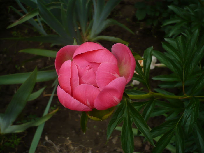 P1220189 - GRADINA 2015