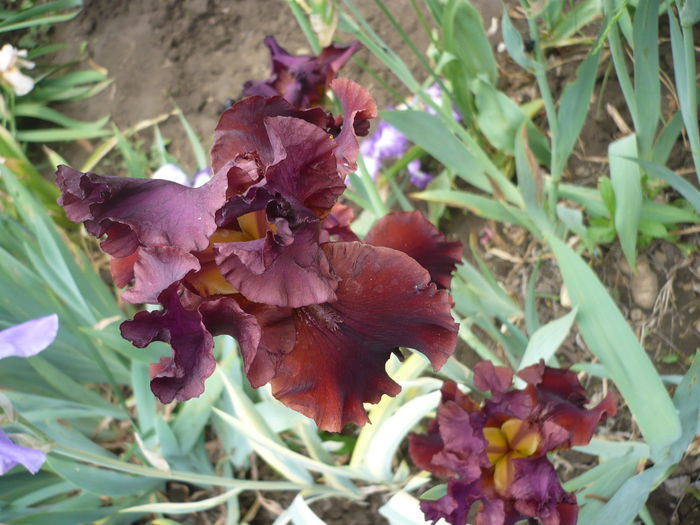 P1220190 - GRADINA 2015