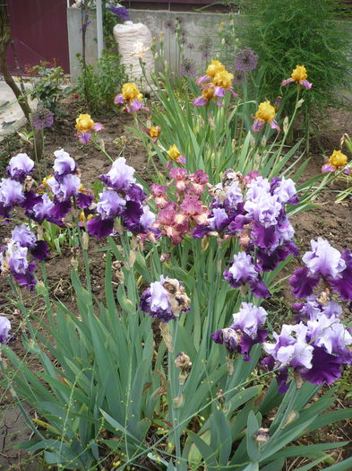 P1220192 - GRADINA 2015