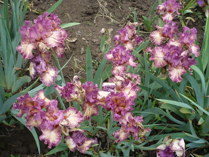 P1220193 - GRADINA 2015