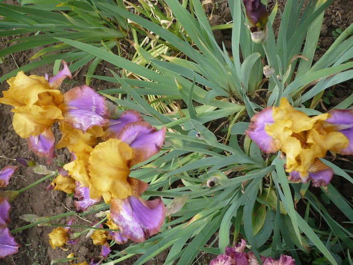 P1220194 - GRADINA 2015