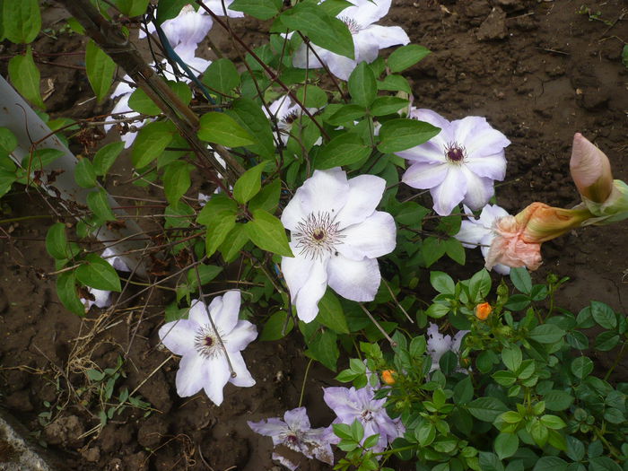 P1220196 - GRADINA 2015