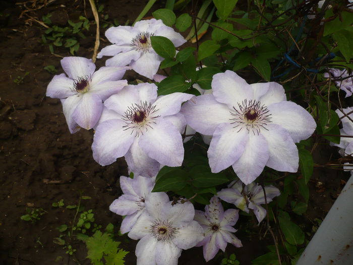 P1220197 - GRADINA 2015