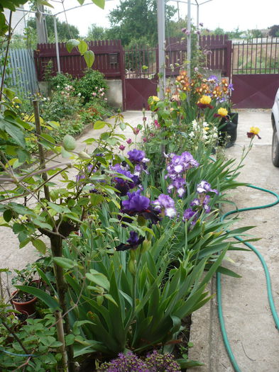 P1220200 - GRADINA 2015