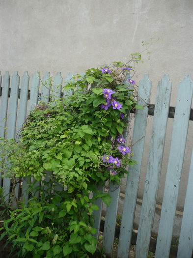 P1220201 - GRADINA 2015