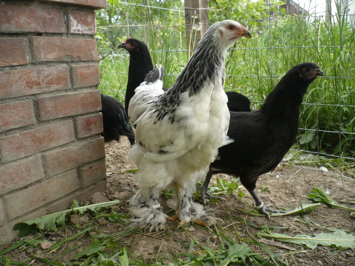 P1200132