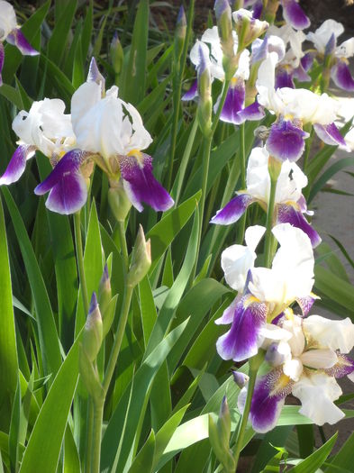 Iris grup 14 mai - Flori de gradina 2015