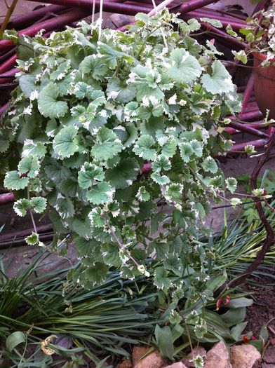 glechoma hederacea variegata - vara in gradina si in jardiniere