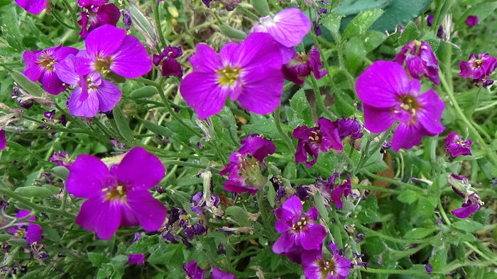 DSC00003 - GRADINA MEA IN 2015