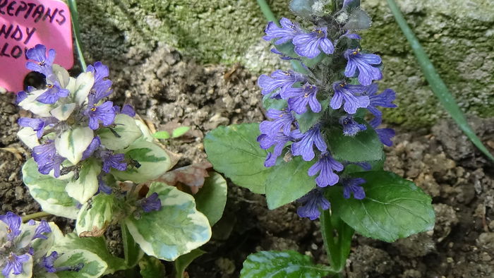 DSC00022 - GRADINA MEA IN 2015