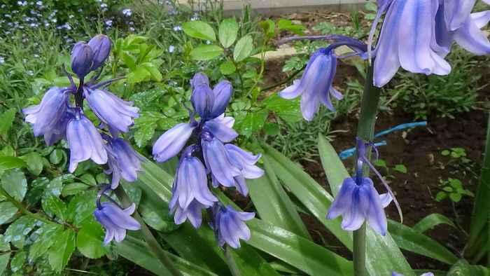 DSC00032 - GRADINA MEA IN 2015
