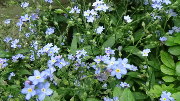 DSC00036 - GRADINA MEA IN 2015