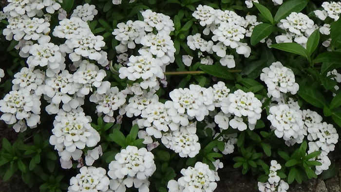 DSC00037 - GRADINA MEA IN 2015