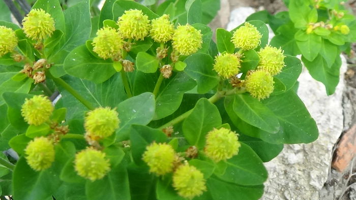 Maternitate - GRADINA MEA IN 2015