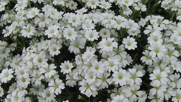 DSC00041 - GRADINA MEA IN 2015