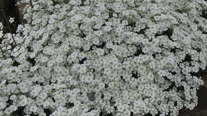 DSC00043 - GRADINA MEA IN 2015