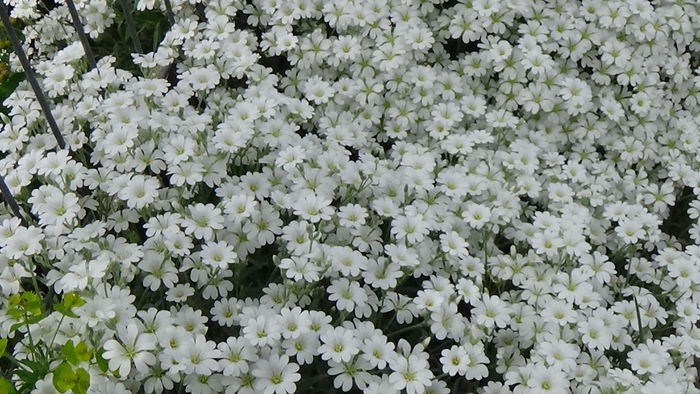 DSC00044 - GRADINA MEA IN 2015