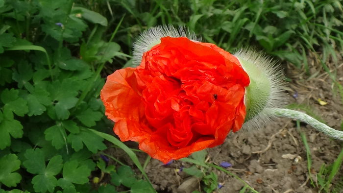 DSC00048 - GRADINA MEA IN 2015