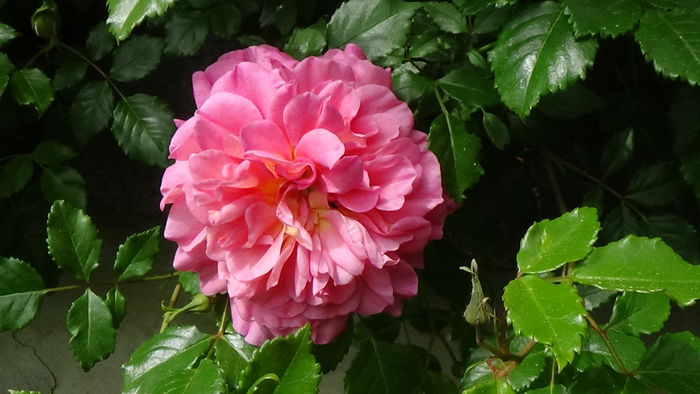 Primul inflorit: Christopher Marlowe! - GRADINA MEA IN 2015