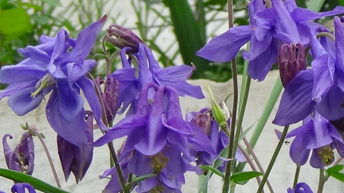 DSC00057 - GRADINA MEA IN 2015