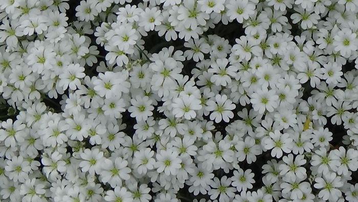 DSC00060 - GRADINA MEA IN 2015