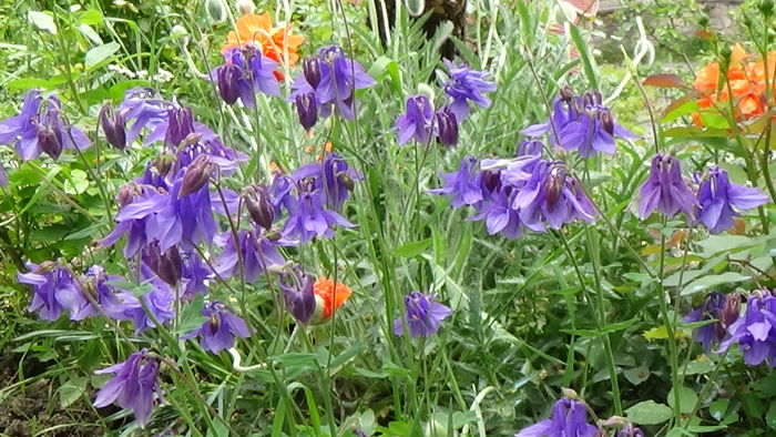 DSC00062 - GRADINA MEA IN 2015