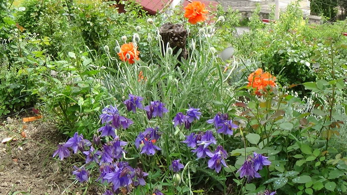 DSC00063 - GRADINA MEA IN 2015