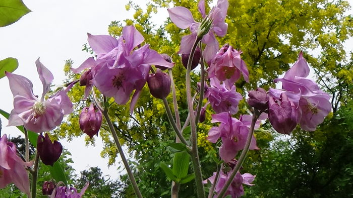 DSC00067 - GRADINA MEA IN 2015