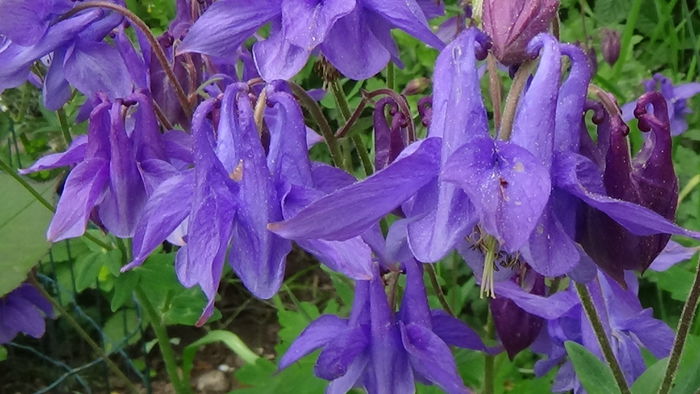 DSC00072 - GRADINA MEA IN 2015