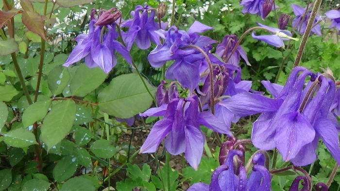 DSC00076 - GRADINA MEA IN 2015