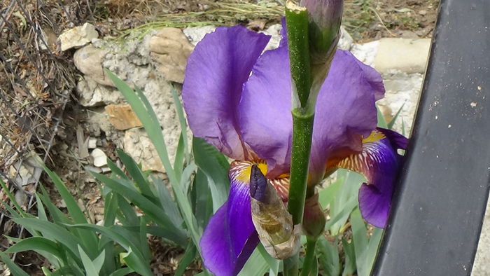 DSC00079 - GRADINA MEA IN 2015