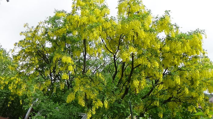 DSC00080 - GRADINA MEA IN 2015