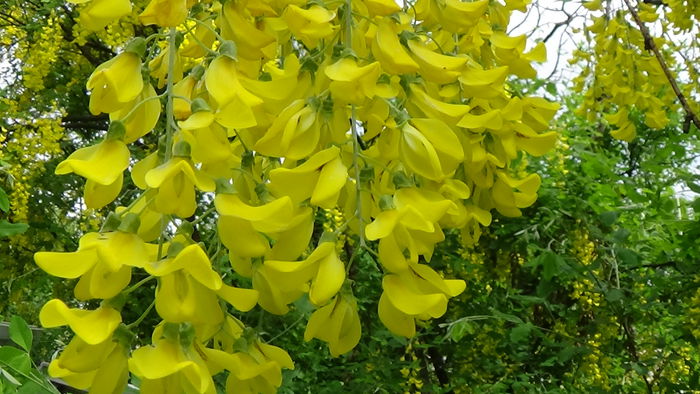 DSC00084 - GRADINA MEA IN 2015