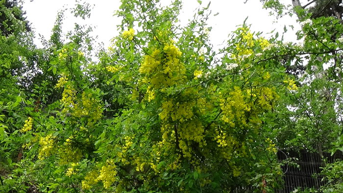 DSC00088 - GRADINA MEA IN 2015