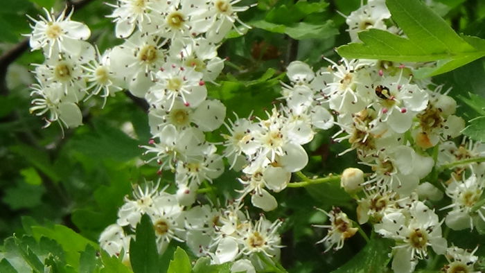 DSC00092 - GRADINA MEA IN 2015