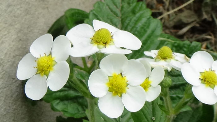 DSC00094 - GRADINA MEA IN 2015