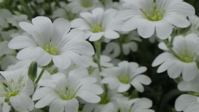 DSC00095 - GRADINA MEA IN 2015