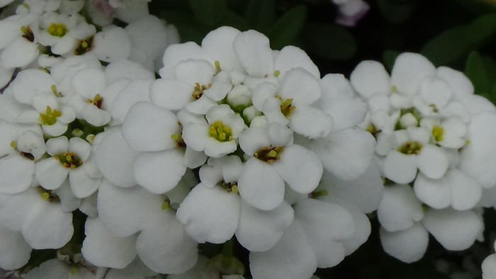 DSC00098 - GRADINA MEA IN 2015