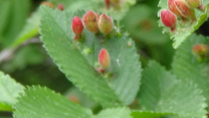DSC00104 - GRADINA MEA IN 2015