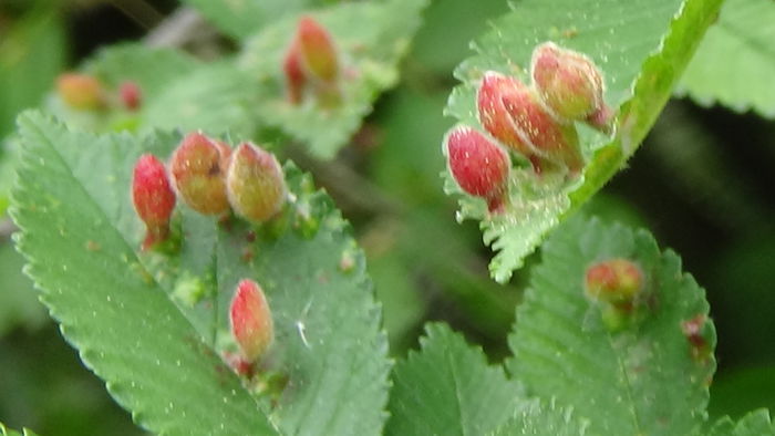 DSC00105 - GRADINA MEA IN 2015