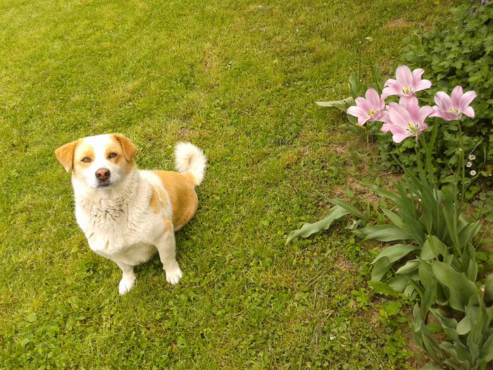 Fotografie0035 - AAAAAAAAA_OSMAN_IN MEMORIAM