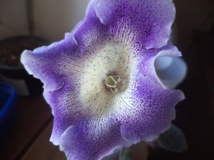 hibrid propriu 1 - gloxinii  si siningii 2015