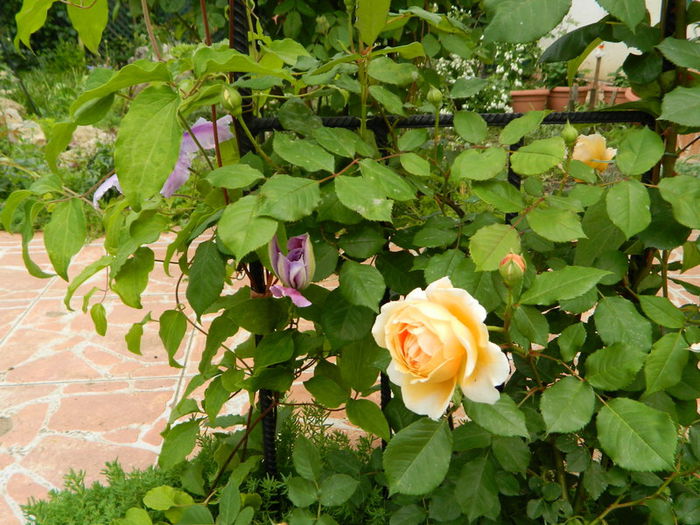 Crown Princess Margareta